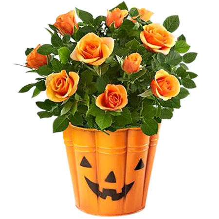 send bewitching beauty halloween mini rose to philippines